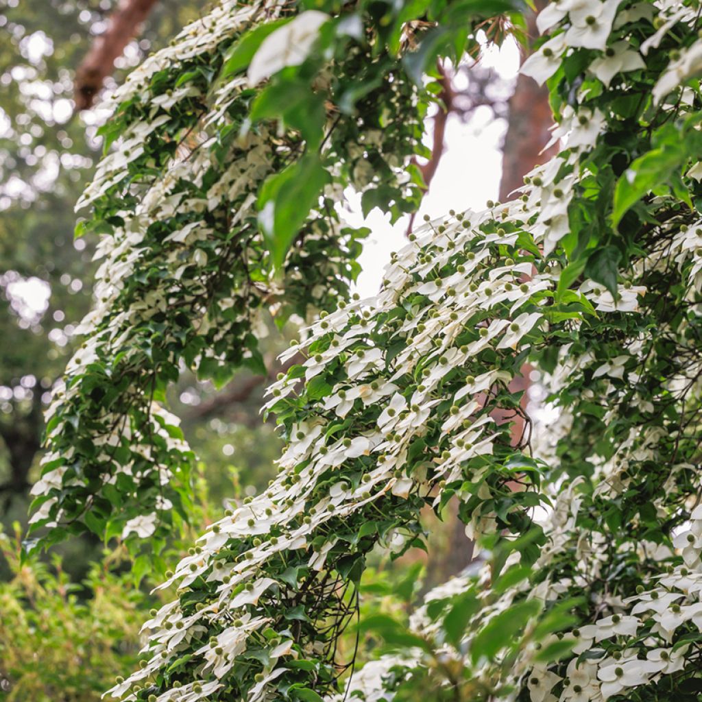 Cornus kousa - Japanse kornoelje