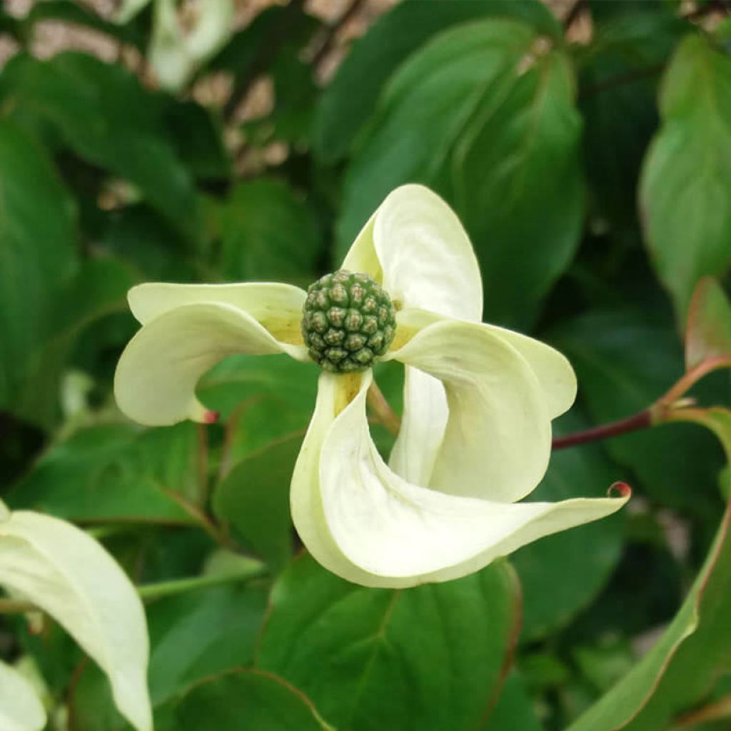 Cornus kousa Couronne - Japanse kornoelje