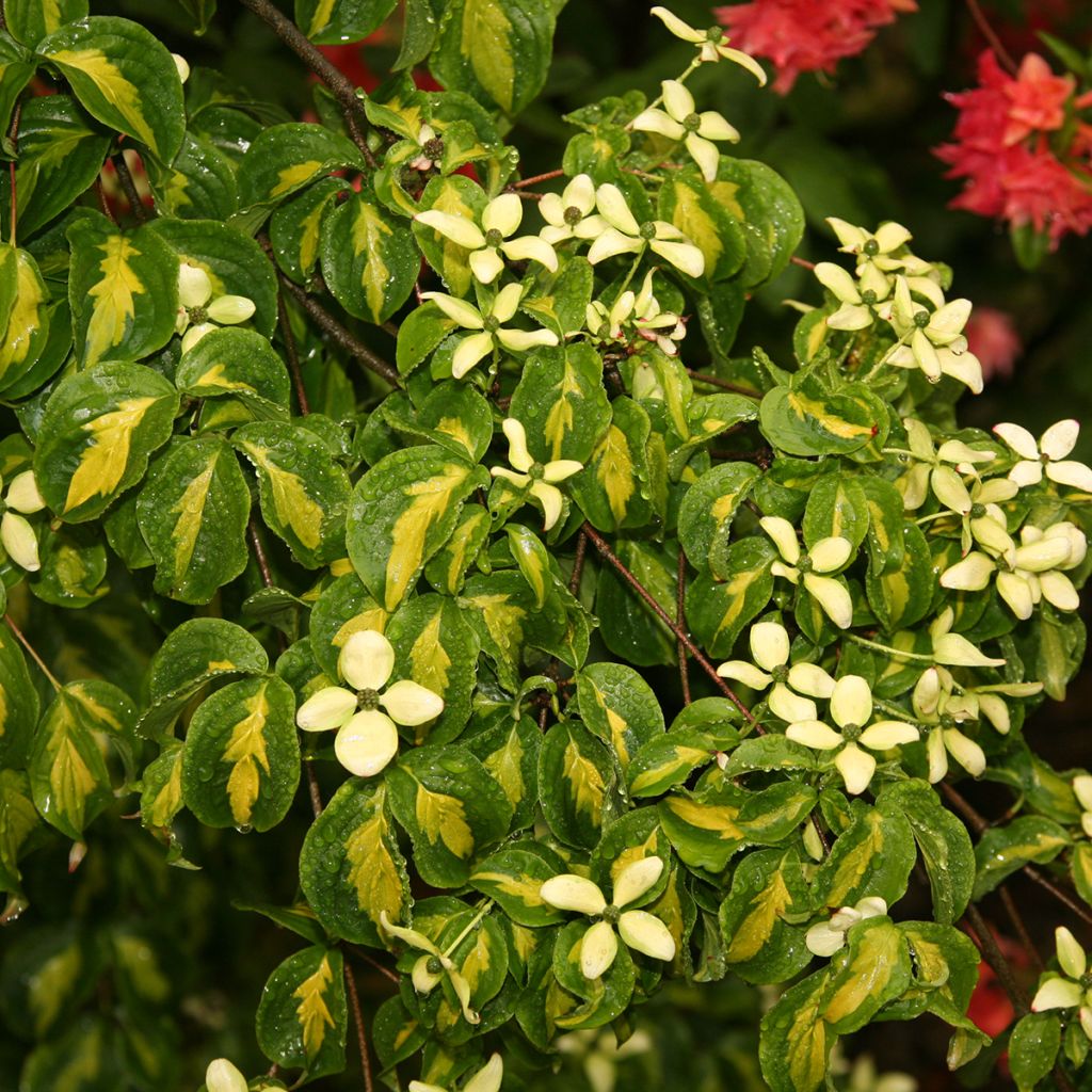 Cornus kousa Gold Star - Japanse kornoelje