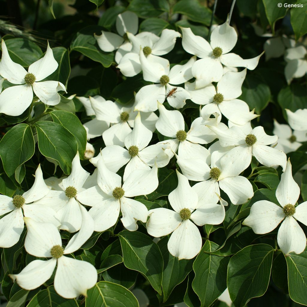 Cornus kousa Mandarin Jewel - Japanse kornoelje