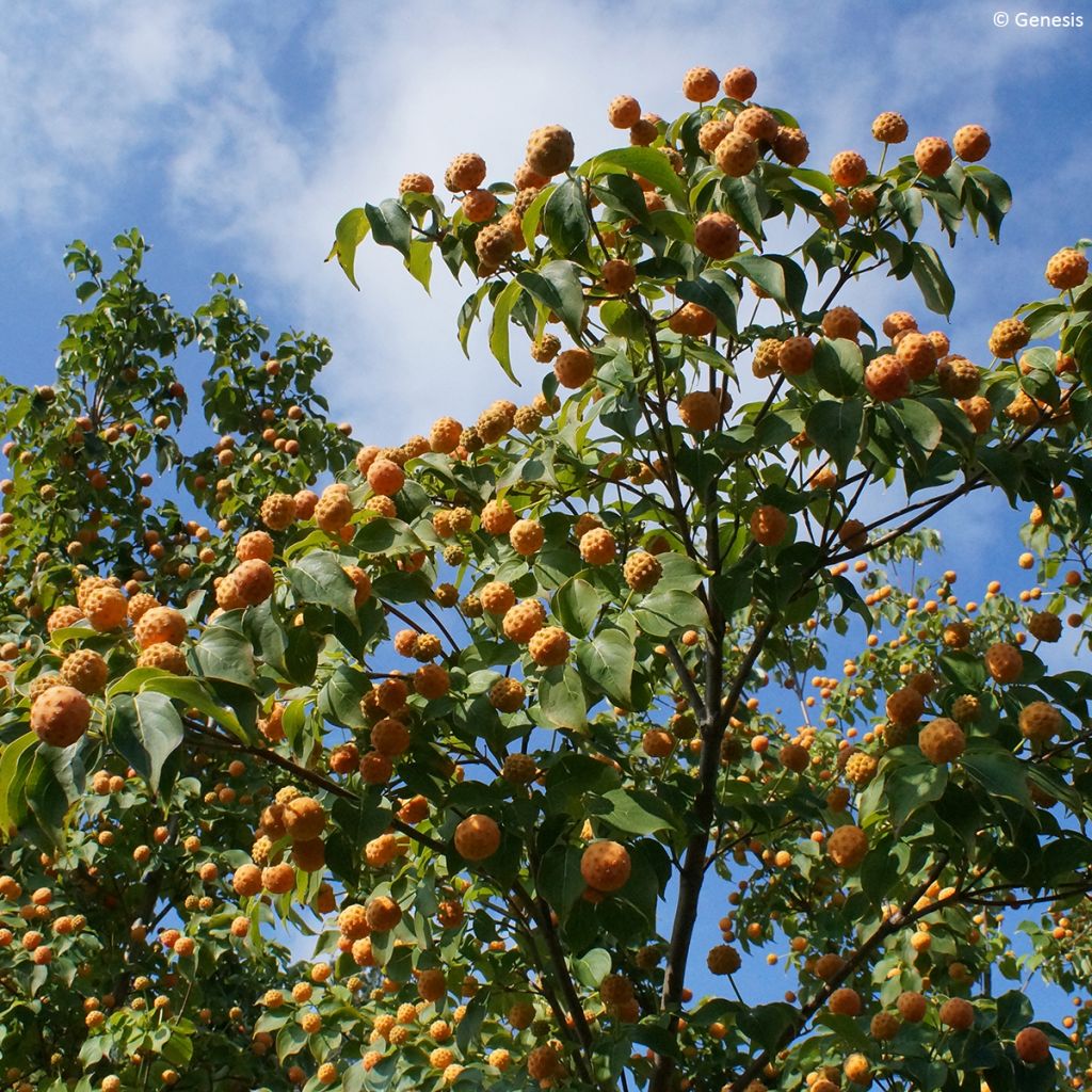 Cornus kousa Mandarin Jewel - Japanse kornoelje