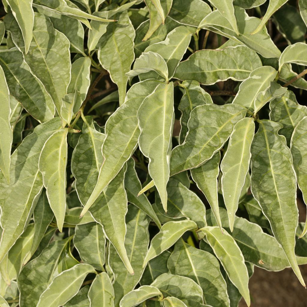 Cornus kousa Pevé Foggy - Japanse kornoelje