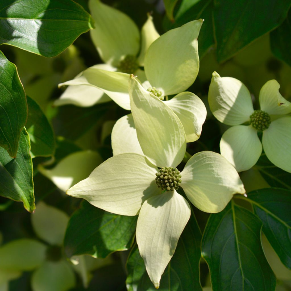 Cornus kousa Roberts Select - Japanse kornoelje