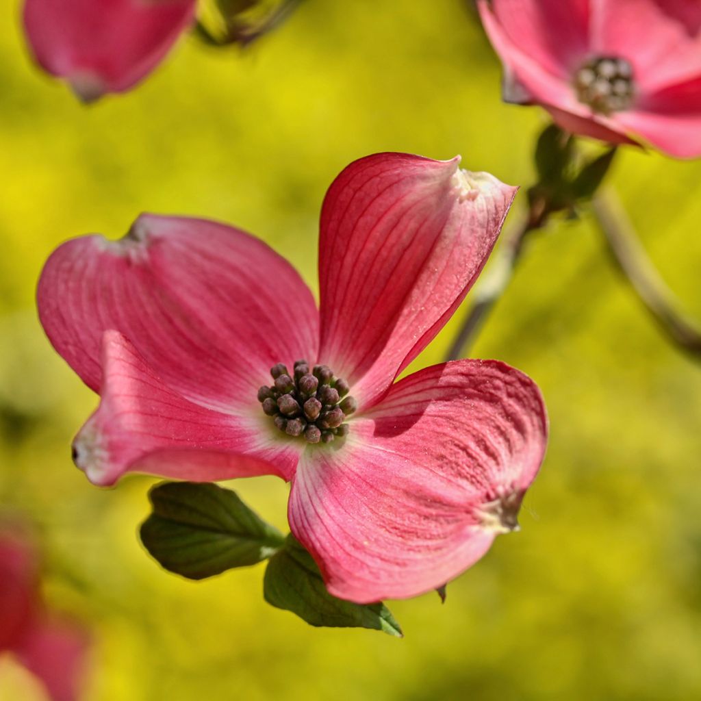 Cornus kousa Satomi - Japanse kornoelje