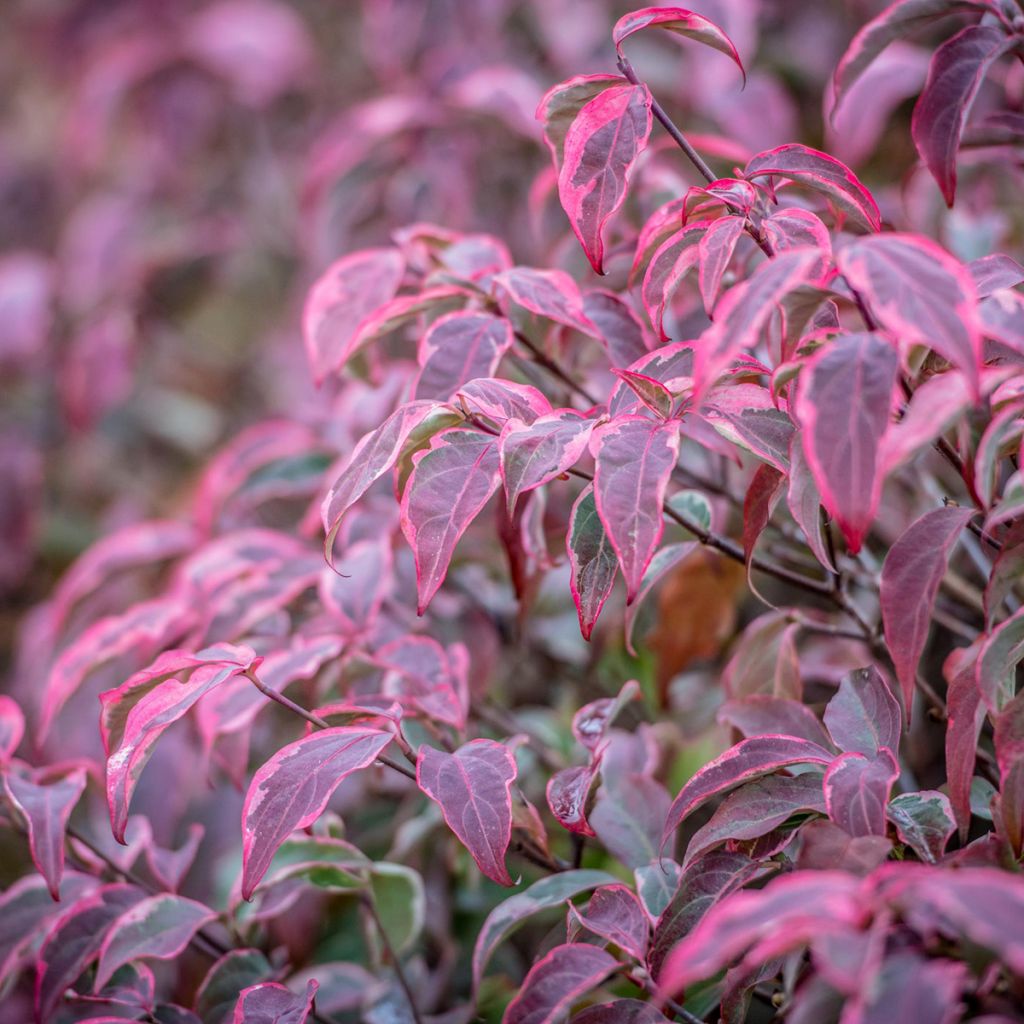 Cornus kousa Shira-yuki - Japanse kornoelje