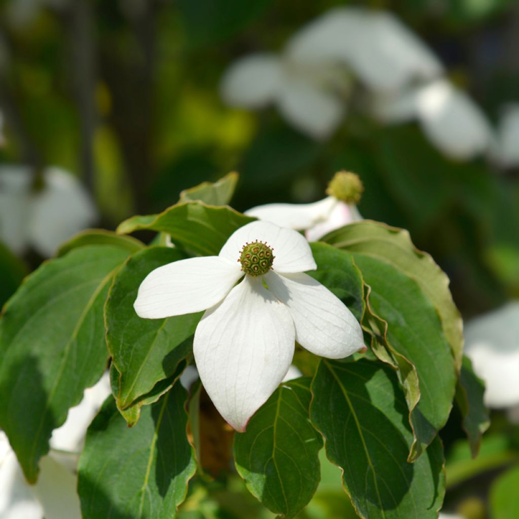 Cornus kousa Teutonia - Japanse kornoelje