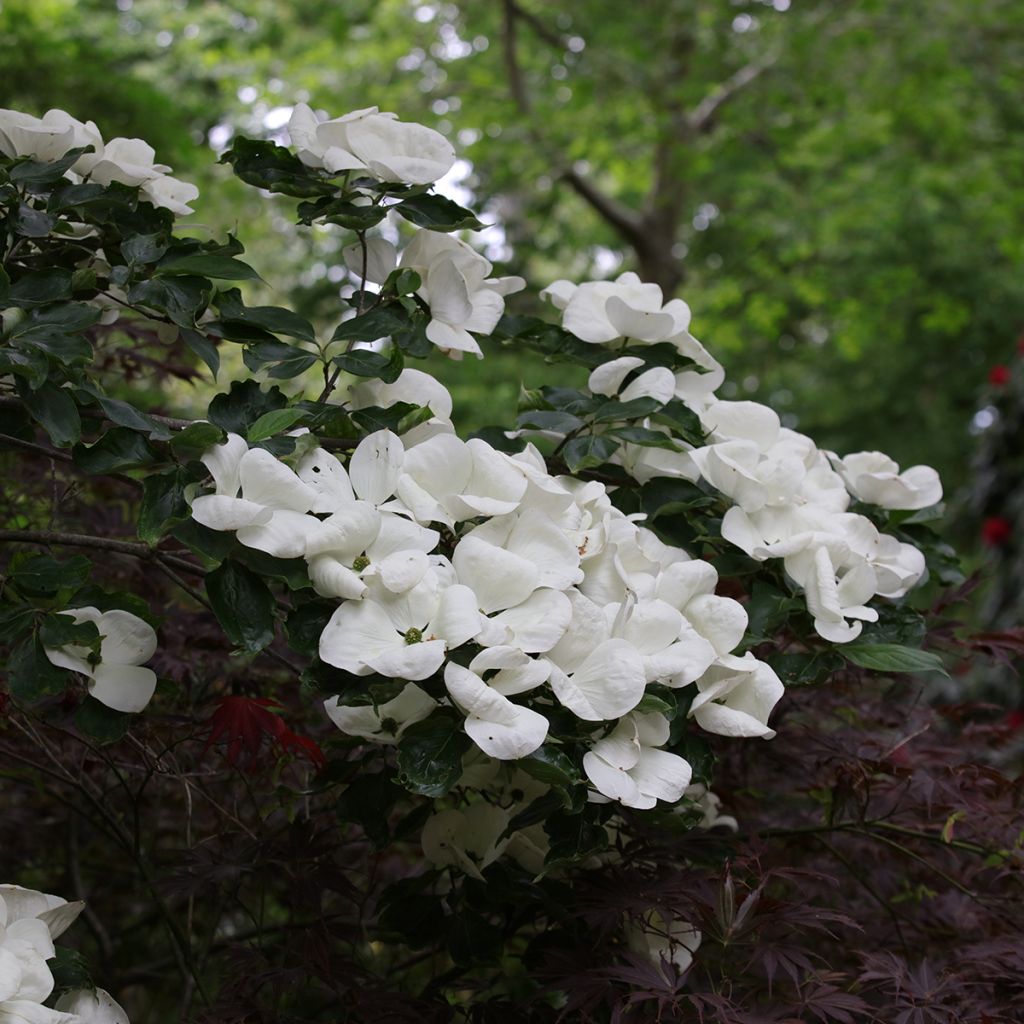 Cornus kousa Venus - Japanse kornoelje