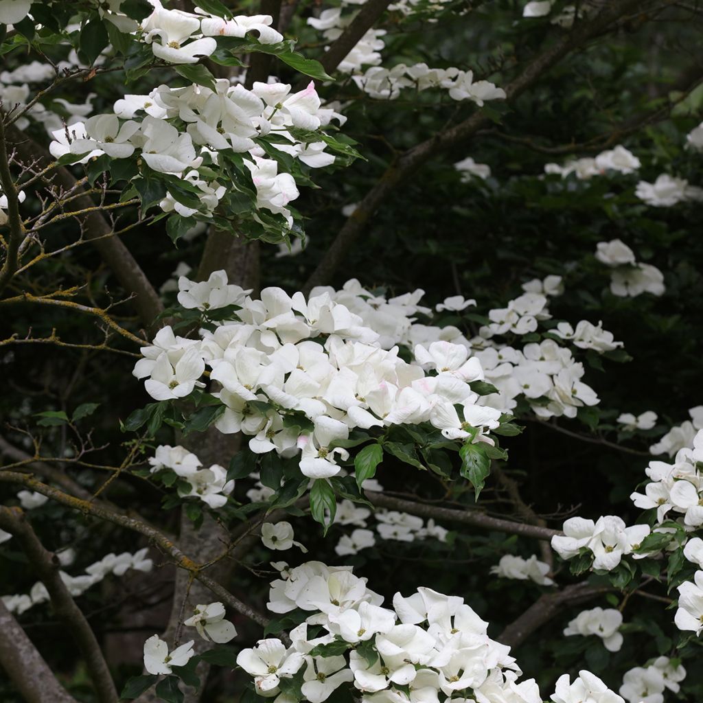 Cornus kousa Venus - Japanse kornoelje