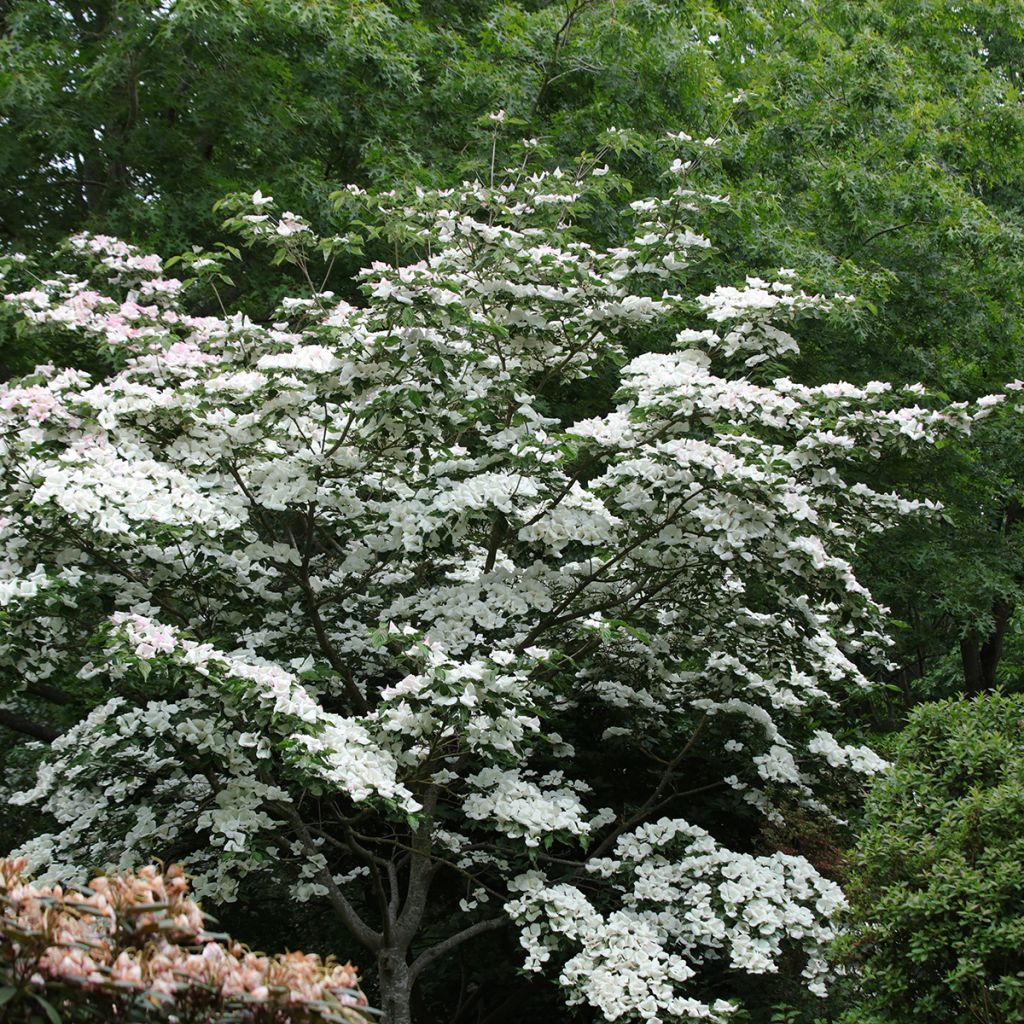 Cornus kousa Venus - Japanse kornoelje