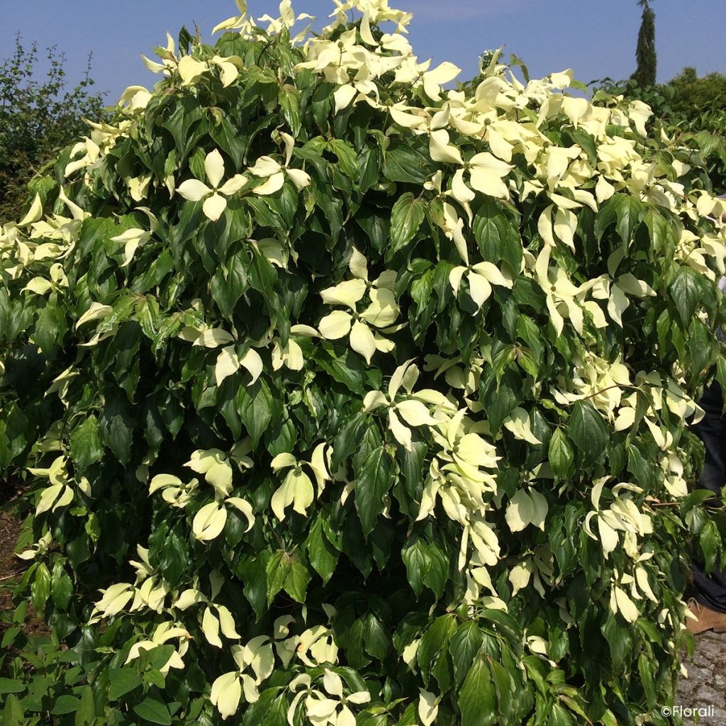 Cornus kousa Watermelon Sugar - Japanse kornoelje