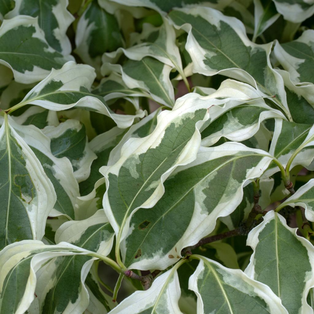 Cornus kousa Wolf Eyes - Japanse kornoelje