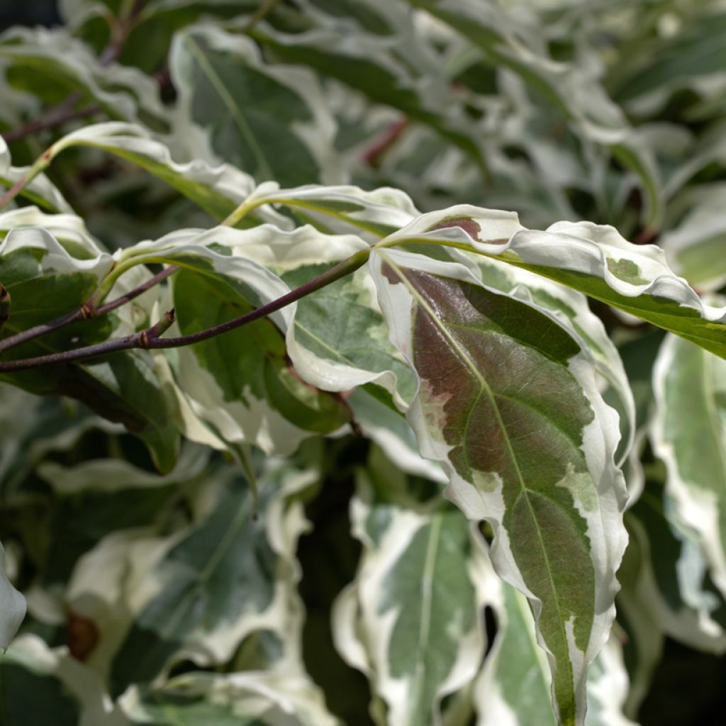Cornus kousa Wolf Eyes - Japanse kornoelje