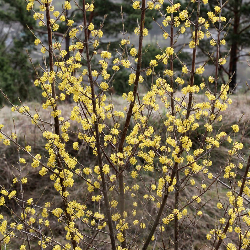 Cornus mas - Gele kornoelje