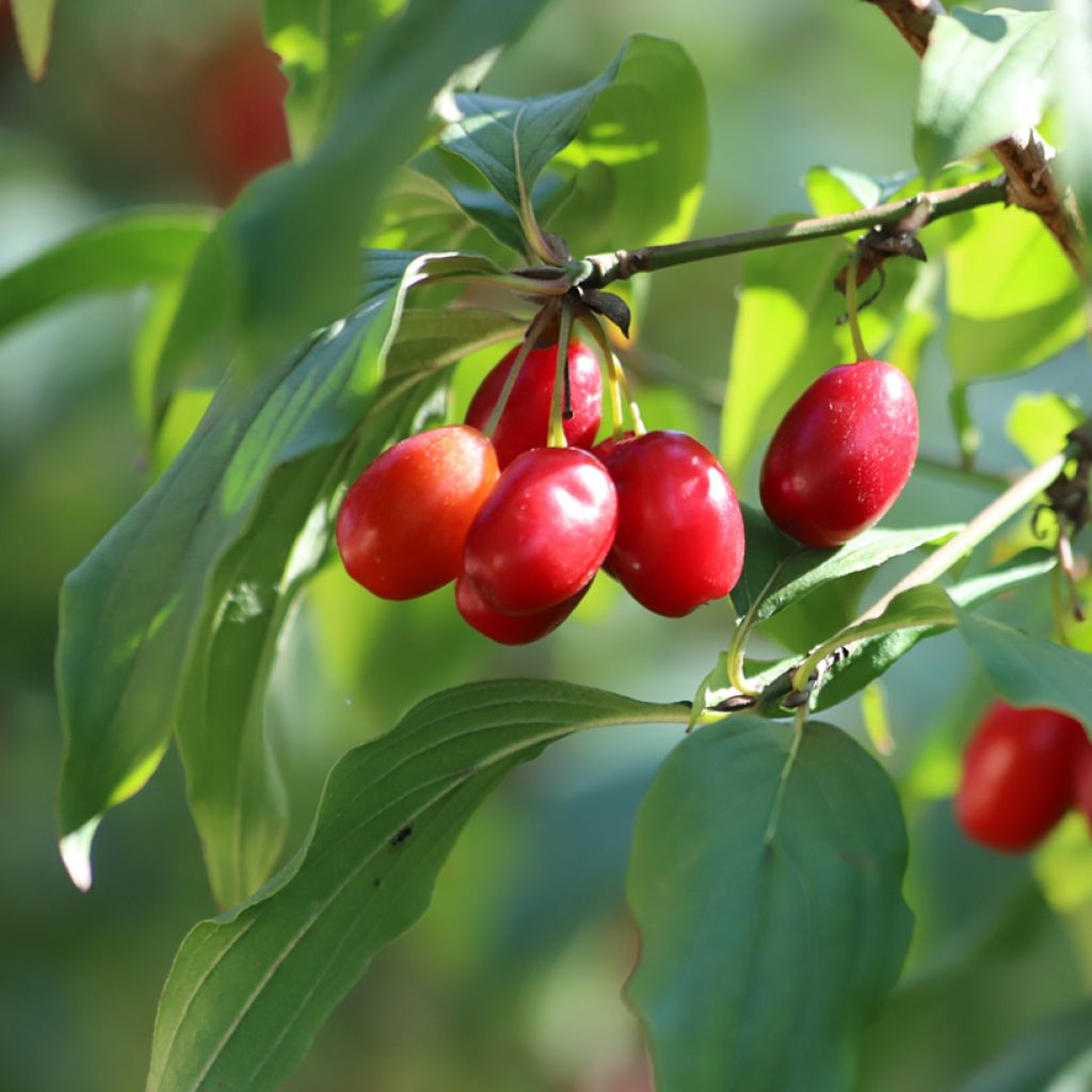 Cornus mas - Gele kornoelje