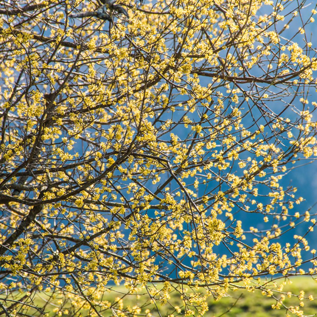 Cornus mas - Gele kornoelje