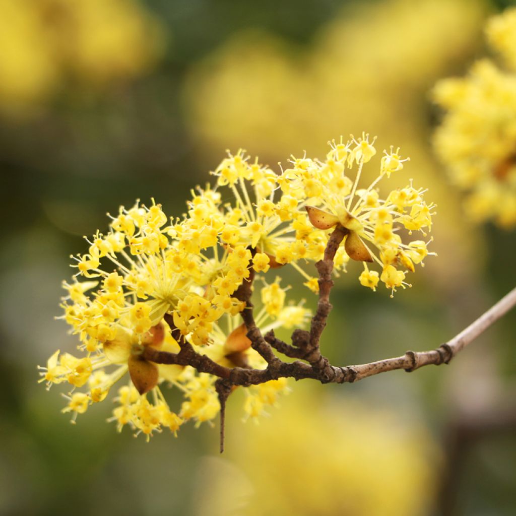 Cornus mas - Gele kornoelje
