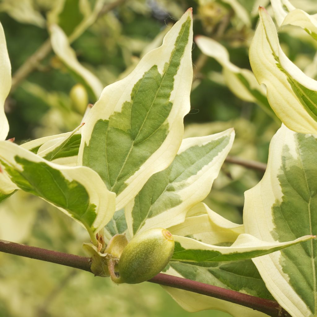 Cornus mas Variegata - Gele kornoelje