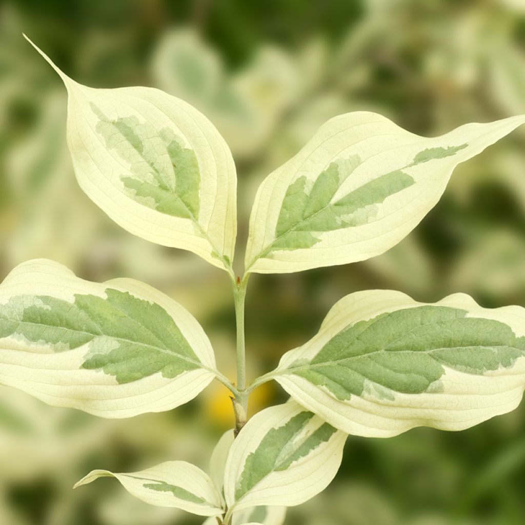 Cornus mas Variegata - Gele kornoelje