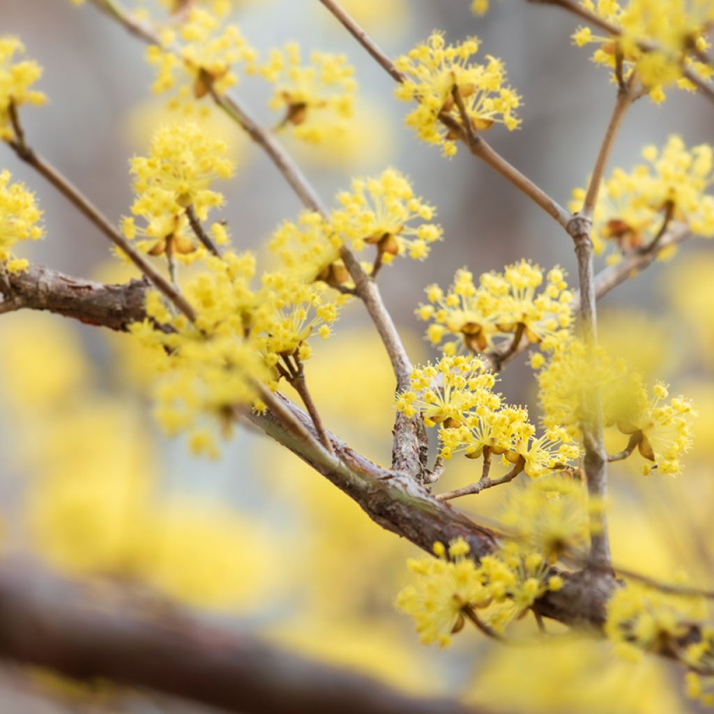 Cornus officinalis - Japanse kornoelje