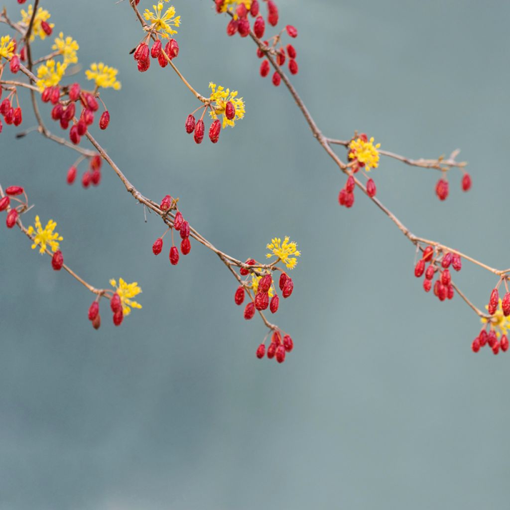 Cornus officinalis - Japanse kornoelje