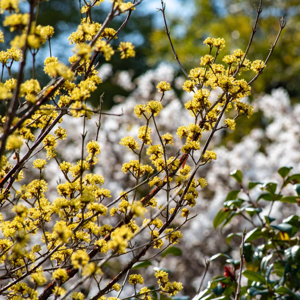 Cornus officinalis - Japanse kornoelje