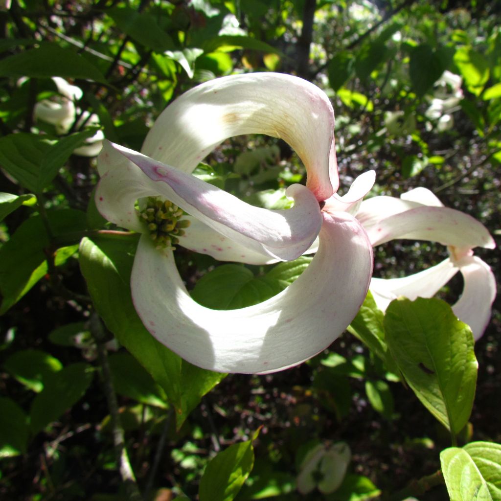 Cornus ou Cornouiller Florida subsp. Urbiniana