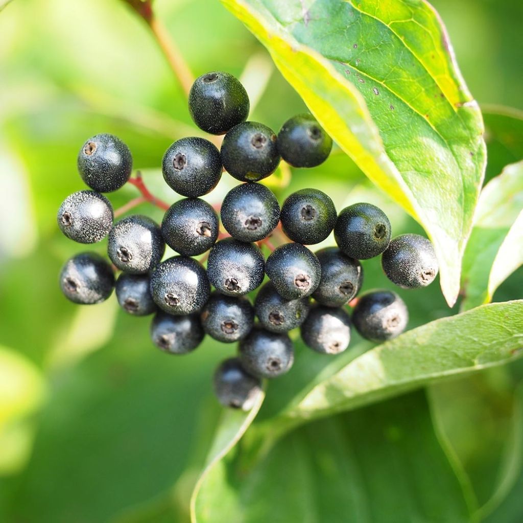 Cornus sanguinea - Cornouiller sanguin