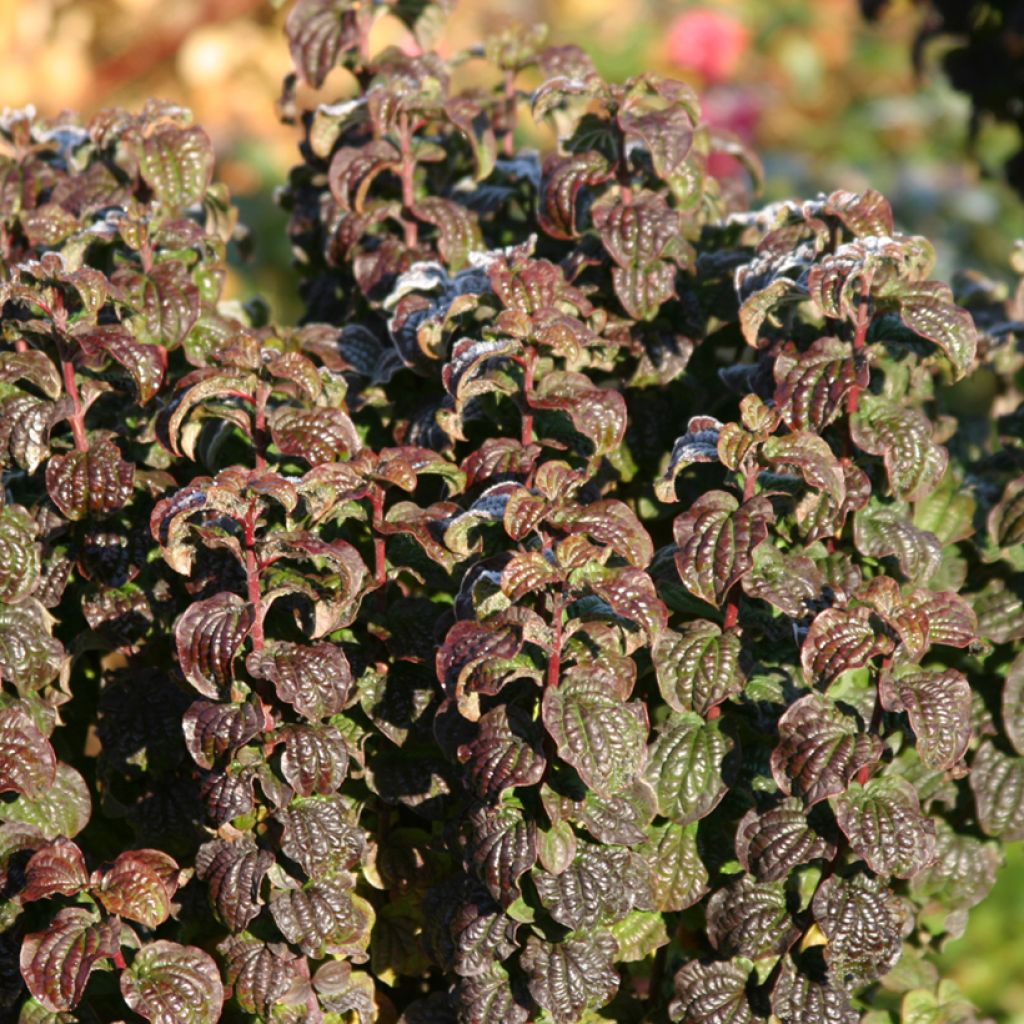 Cornus sanguinea Compressa - Rode kornoelje