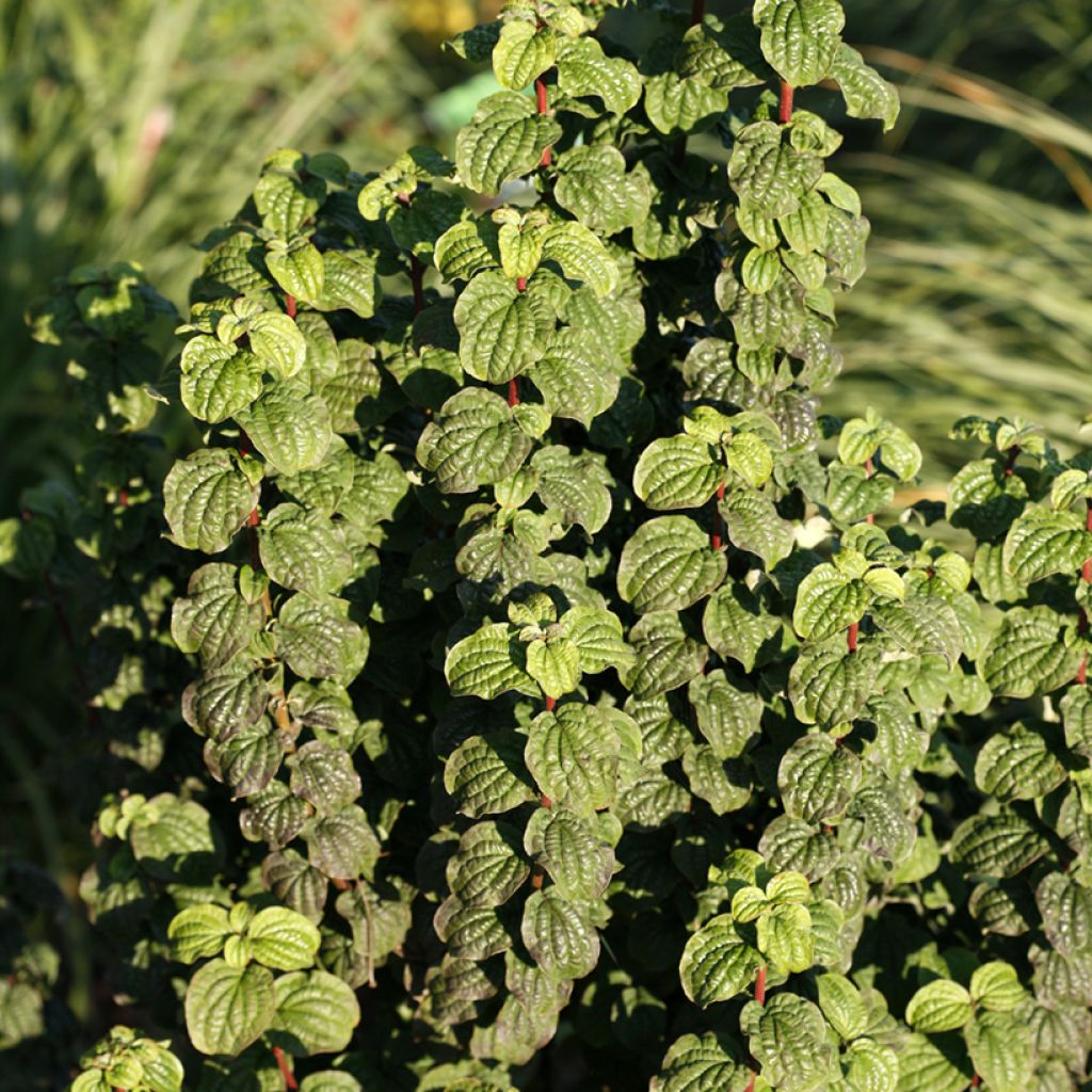 Cornus sanguinea Compressa - Rode kornoelje