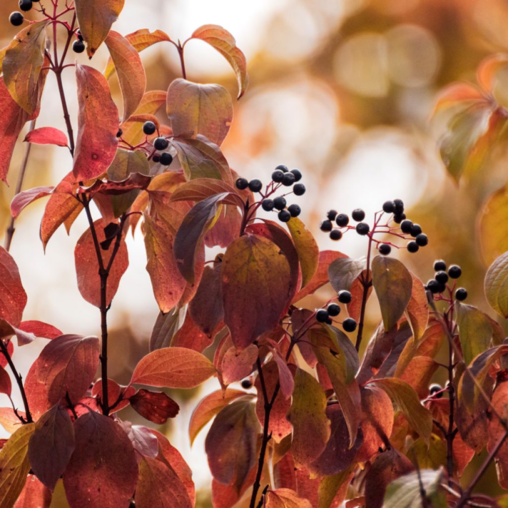 Cornus sanguinea - Rode kornoelje