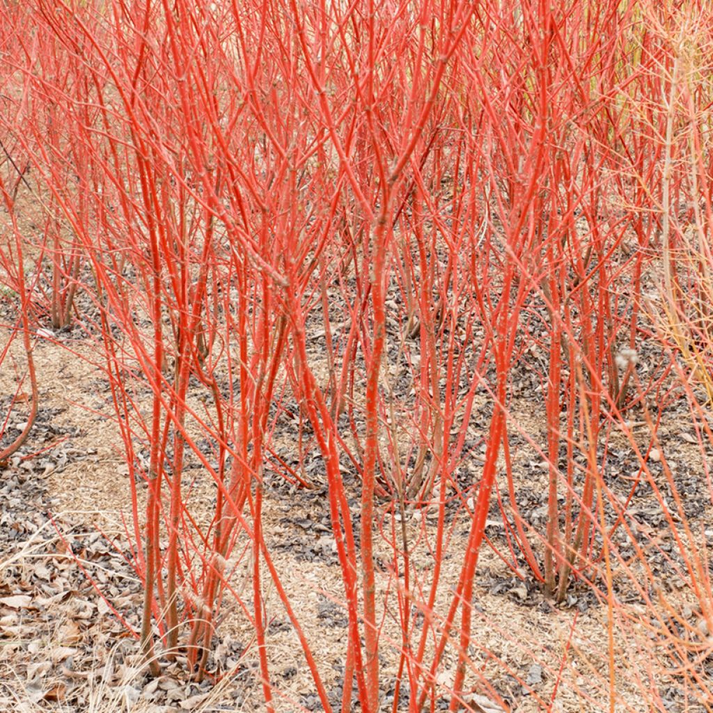 Cornus sanguinea Mid Winter Fire - Rode kornoelje