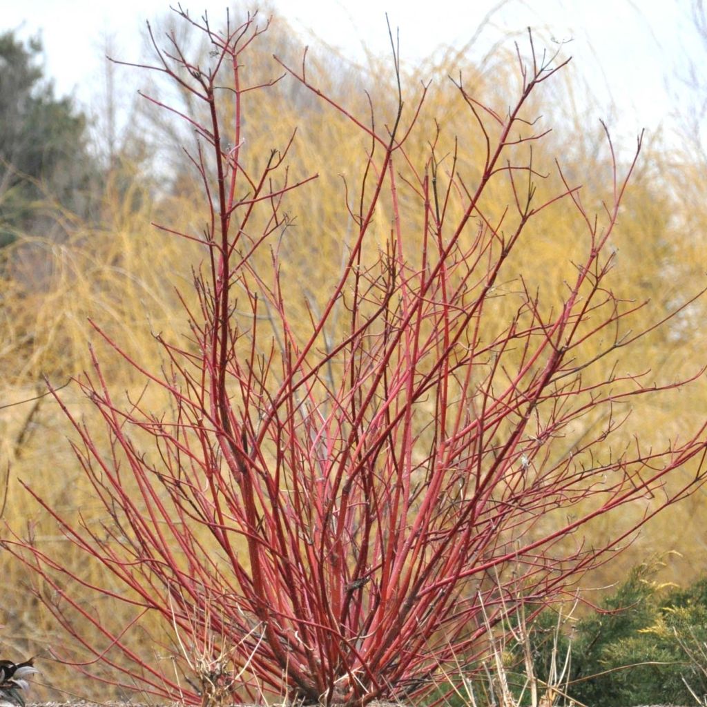 Cornus sericea Baileyi - Cornouiller stolonifère.