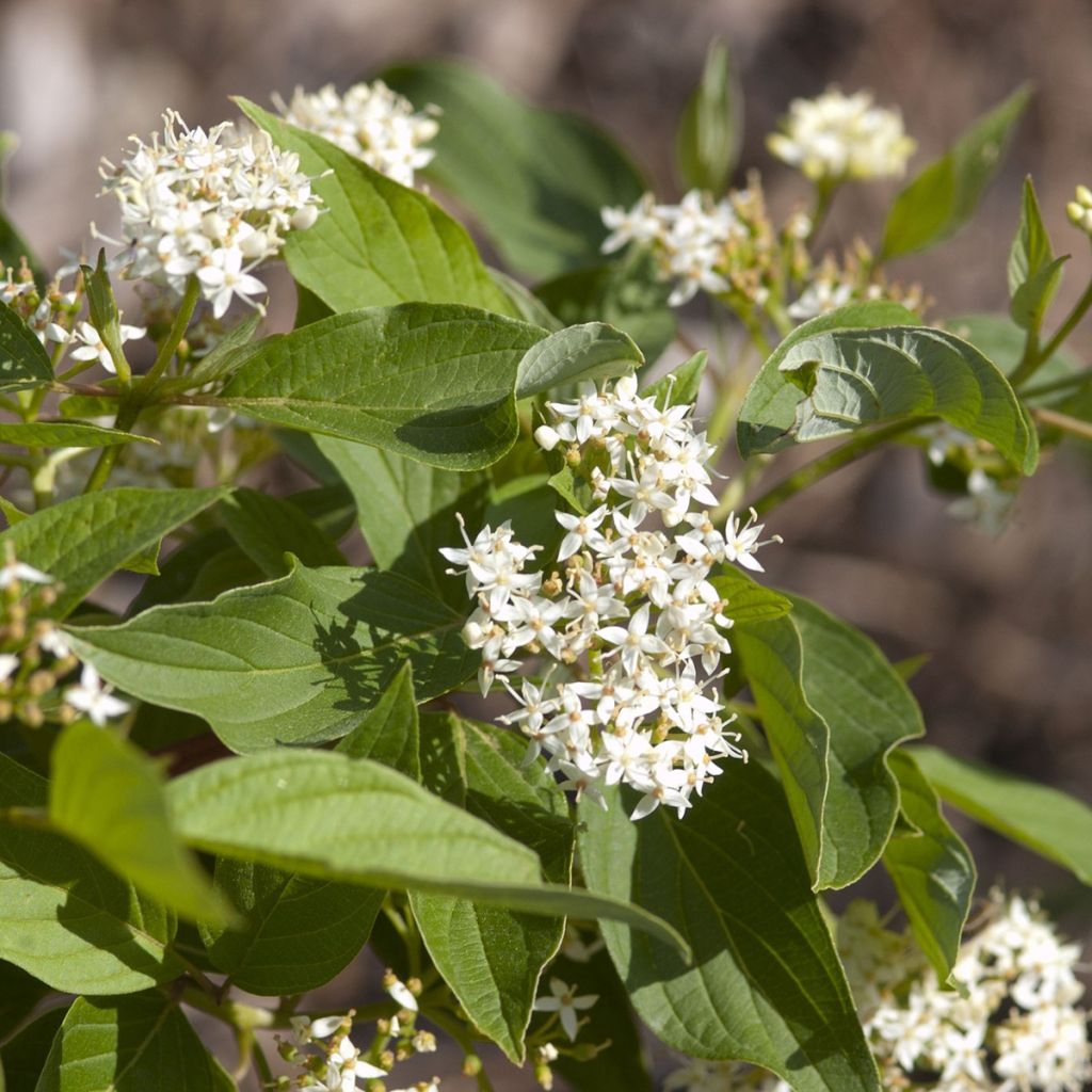Cornus sericea Firedance - Canadese kornoelje