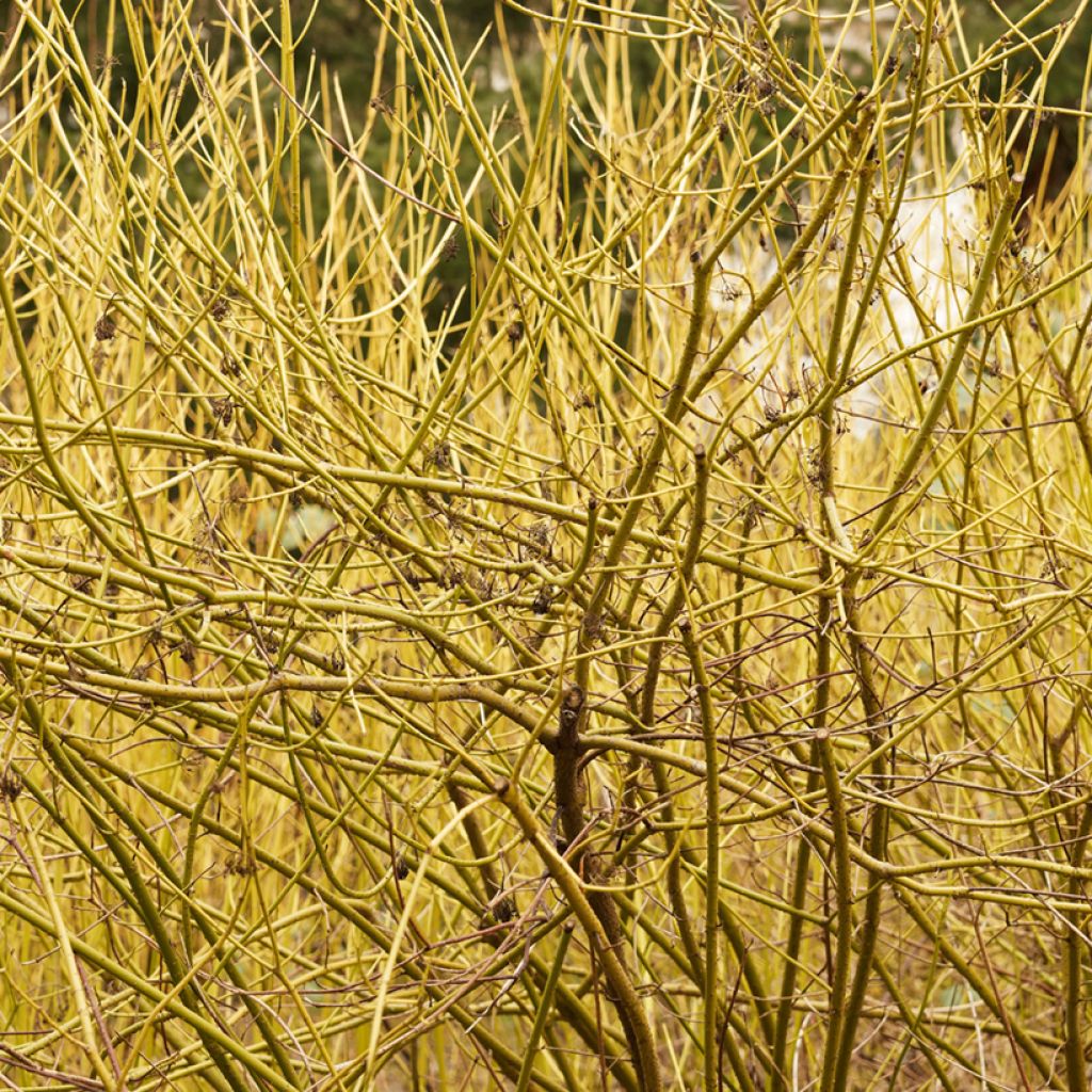 Cornus stolonifera Flaviramea - Canadese kornoelje