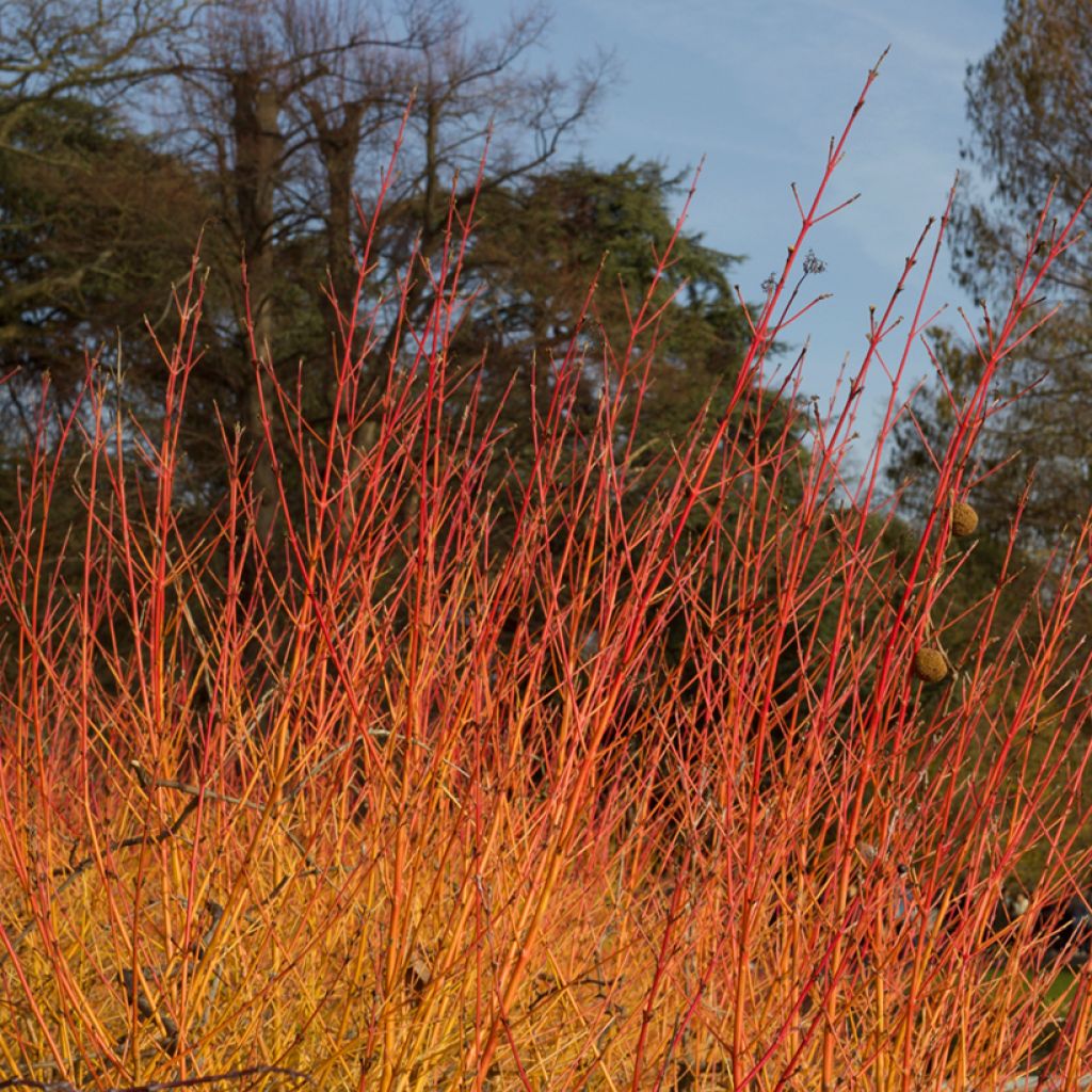 Cornus sanguinea Anny's Winter Orange - Rode kornoelje