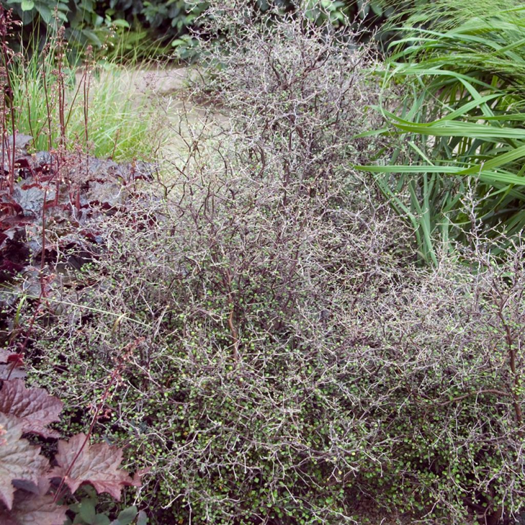 Corokia cotoneaster - Zigzagstruik