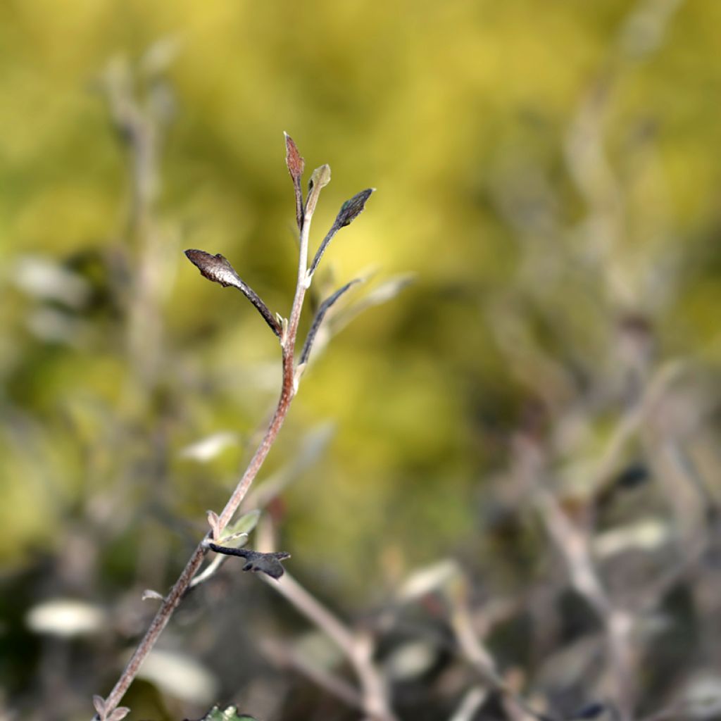 Corokia cotoneaster - Zigzagstruik