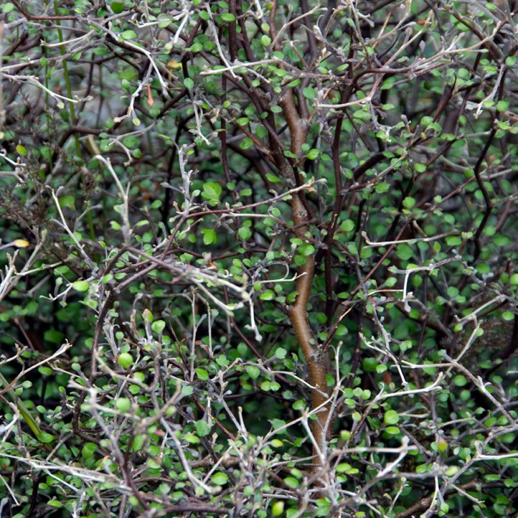 Corokia cotoneaster - Zigzagstruik
