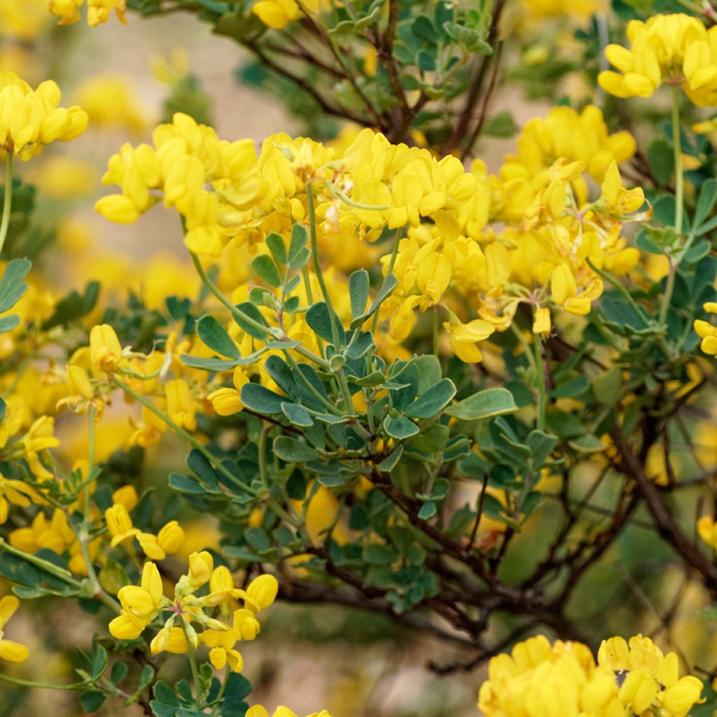 Hippocrepis emerus - Gele hoefijzerbloem
