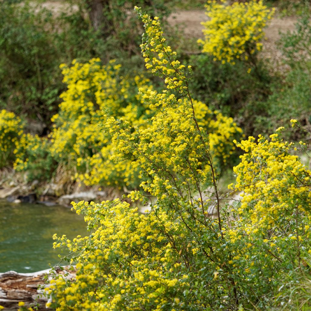 Hippocrepis emerus - Gele hoefijzerbloem
