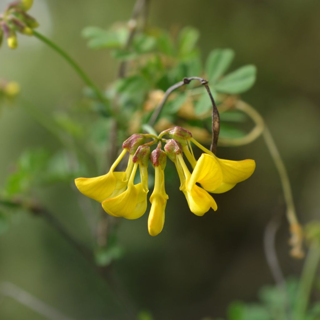 Hippocrepis emerus - Gele hoefijzerbloem