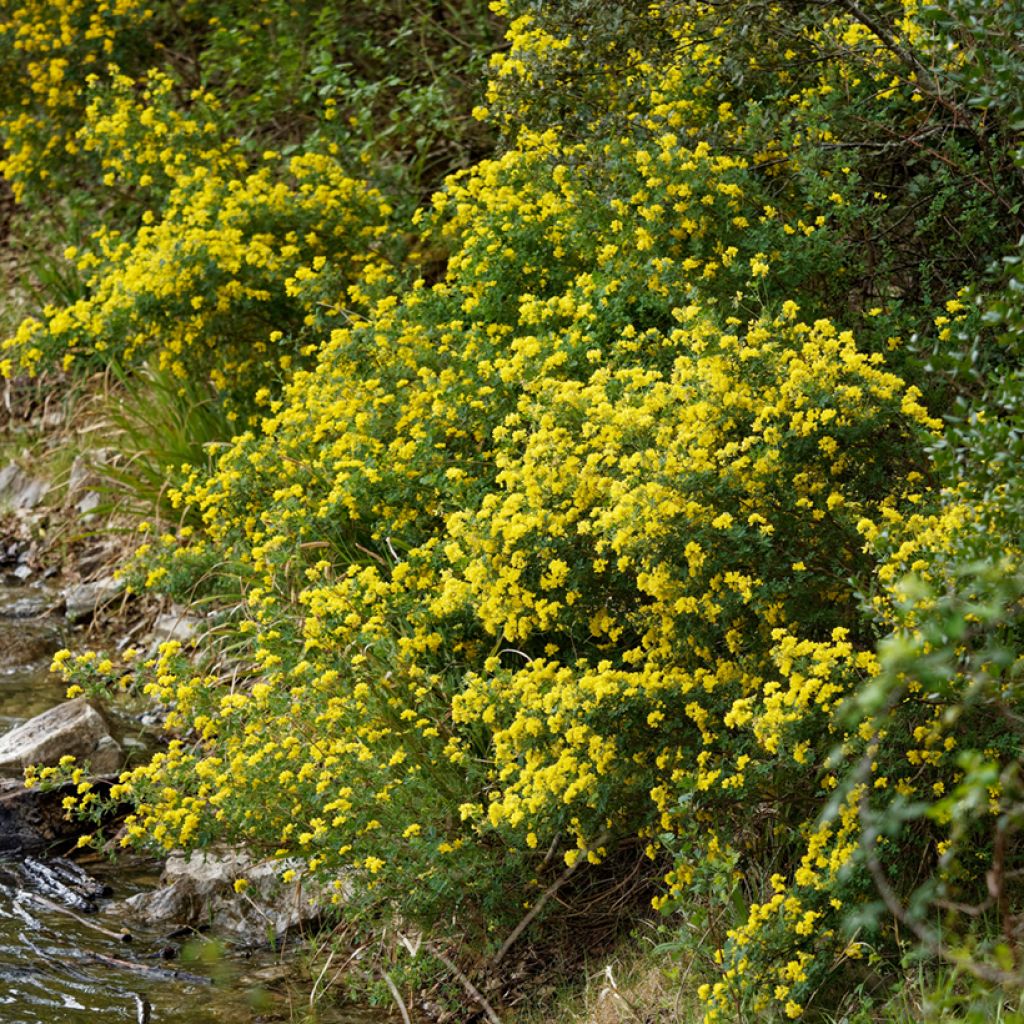Hippocrepis emerus - Gele hoefijzerbloem