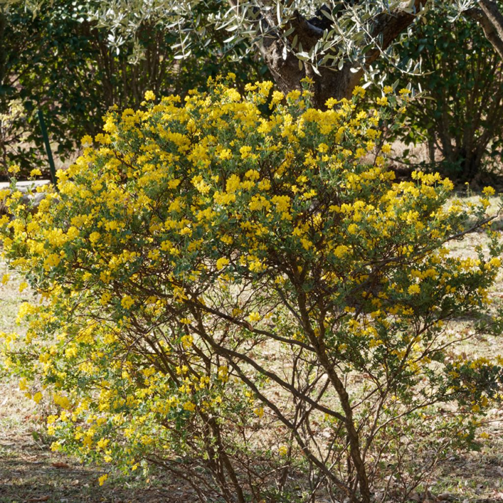 Hippocrepis emerus - Gele hoefijzerbloem