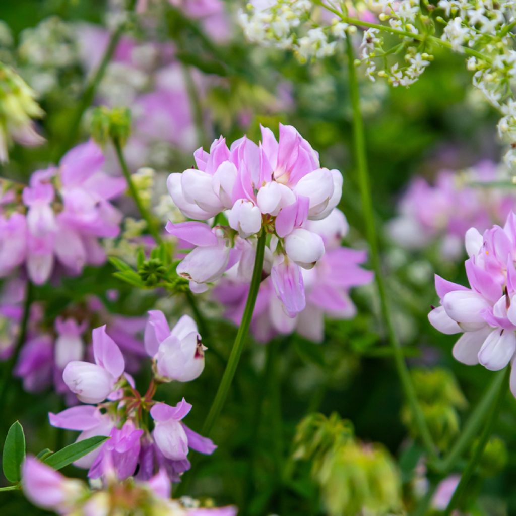Coronilla varia - Bont kroonkruid