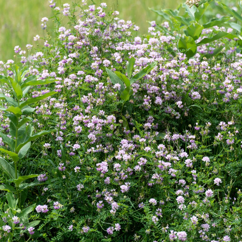 Coronilla varia - Bont kroonkruid