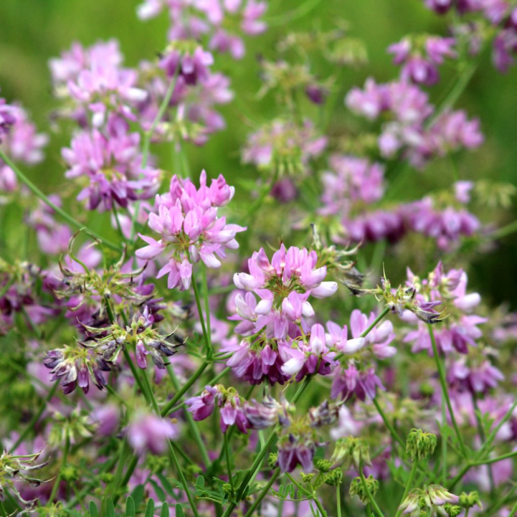 Coronilla varia - Bont kroonkruid