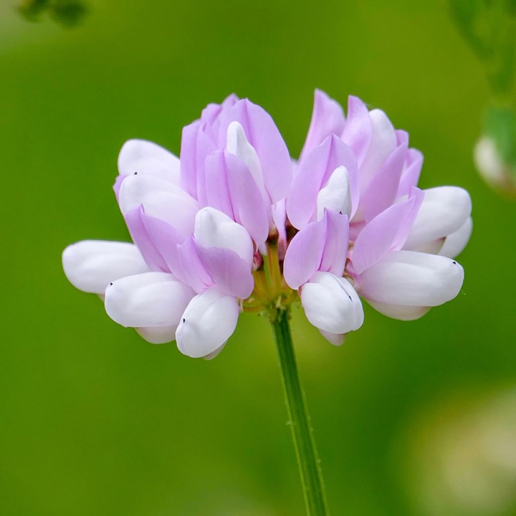 Coronilla varia - Bont kroonkruid