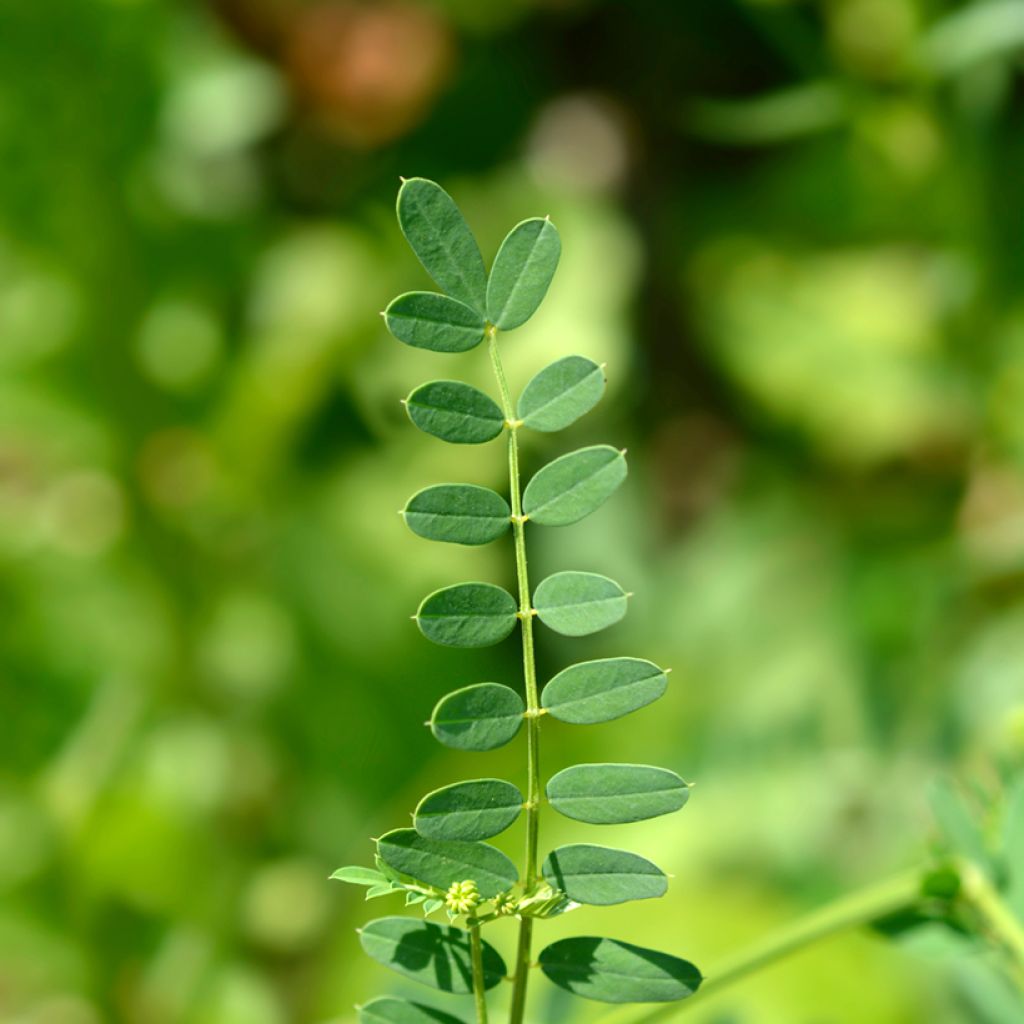 Coronilla varia - Bont kroonkruid