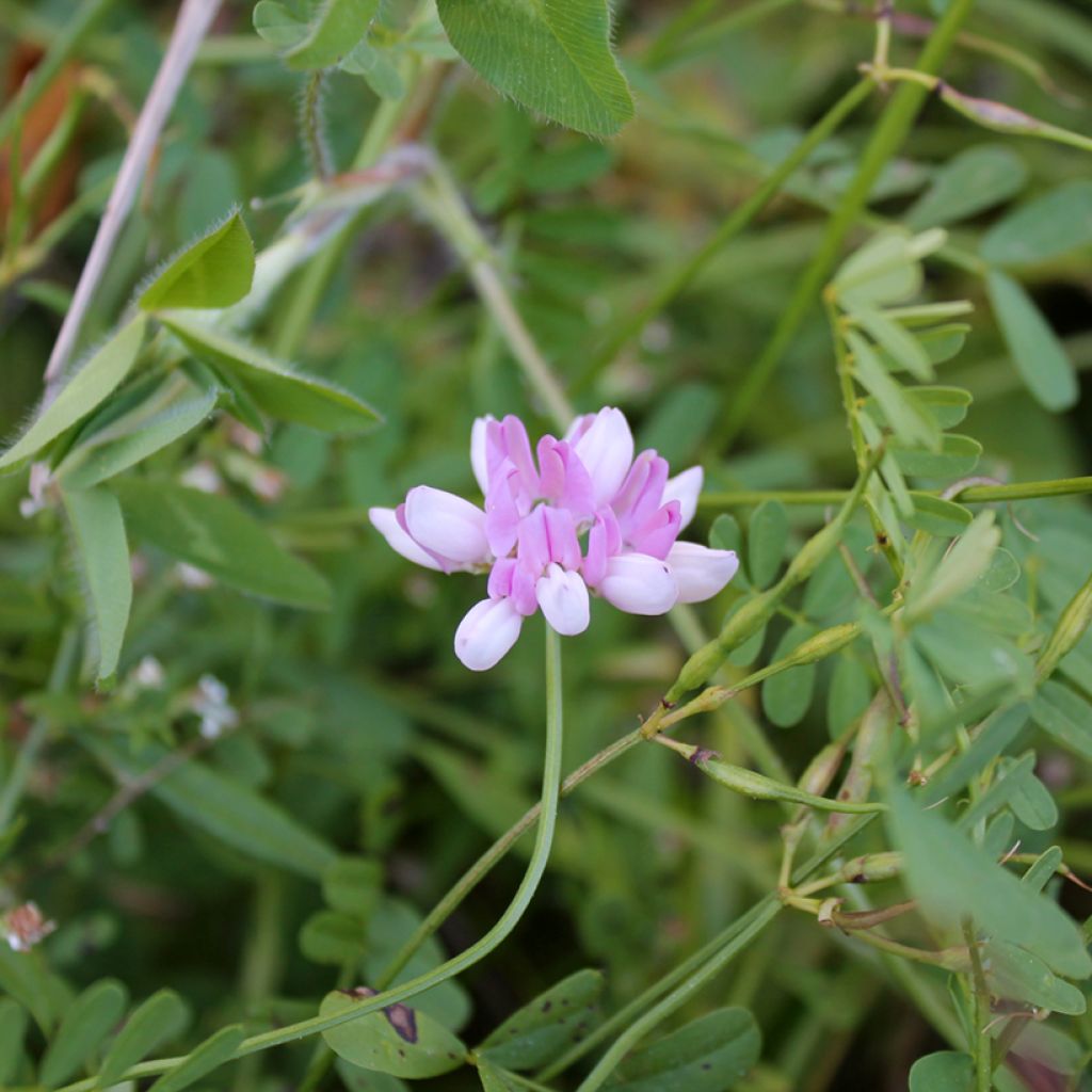 Coronilla varia - Bont kroonkruid