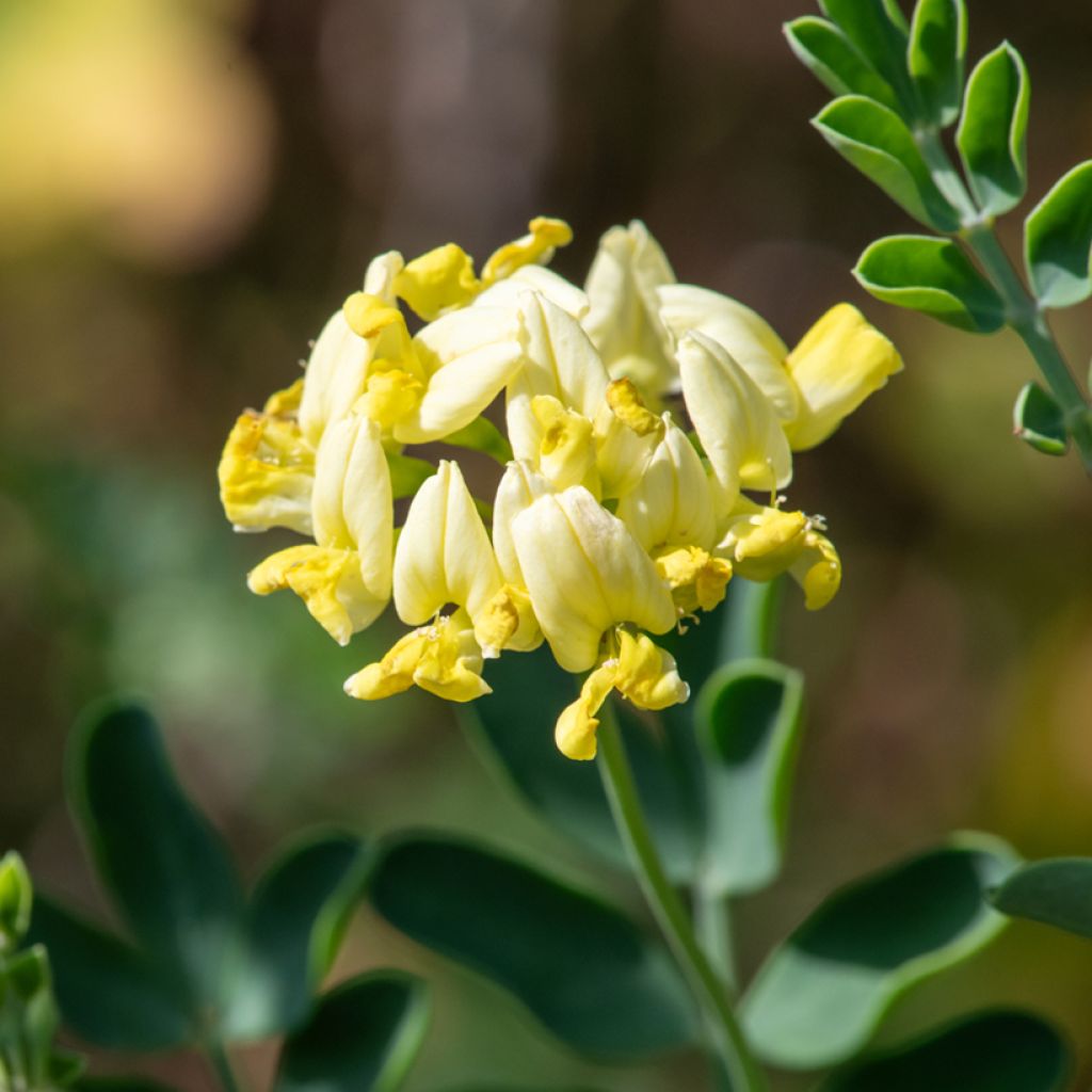 Coronilla valentina glauca Citrina - Kroonkruid
